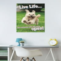 Avanti - Плакат за стена за кучешка радост, 22.375 34