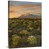 в. Цъфтящ Pepperweed & El Capitan, Гуадалупе планини NP, Texas Art Print - Тим Фицхарис
